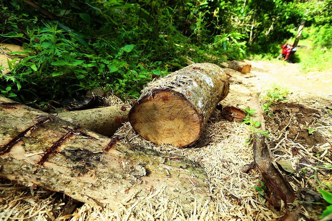 "Cây gỗ chứ có phải cây kim đâu mà sao không bị phát hiện?" ảnh 2