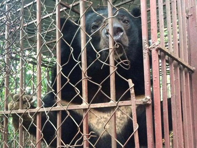 Tổ chức Động vật Châu Á mở chiến dịch “cứu” gấu ở Quảng Ninh ảnh 1