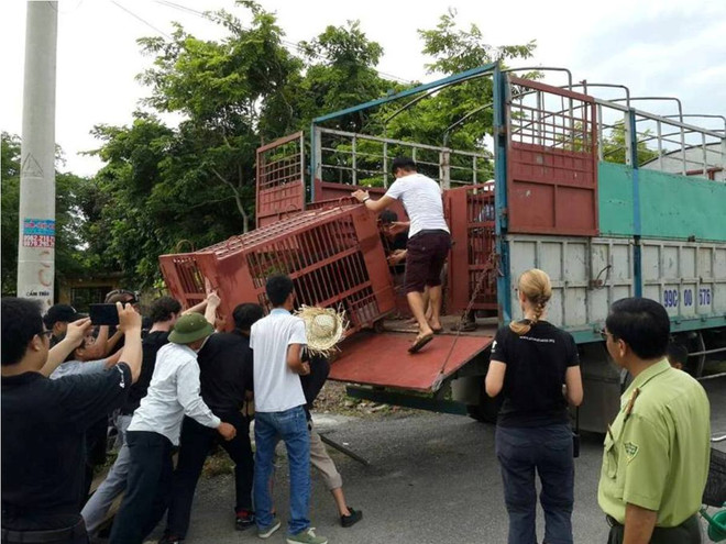 Tổ chức Động vật Châu Á mở chiến dịch “cứu” gấu ở Quảng Ninh ảnh 2