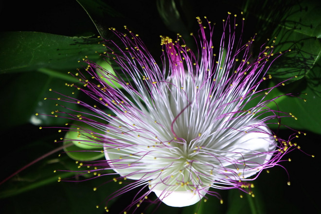 Cây bàng vuông Trường Sa lần đầu tiên được trồng tại Singapore ảnh 1