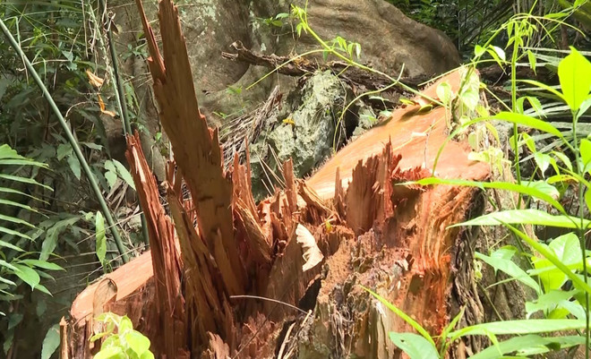 Bắt 4 cán bộ kiểm lâm, quản lý rừng phòng hộ liên quan đến phá rừng ảnh 1