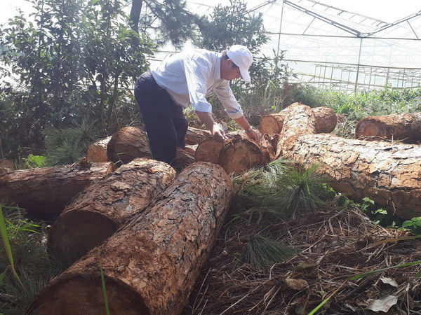 Quảng Trị: Phát hiện nhiều vụ khai thác gỗ trái phép tại xã A Xing ảnh 1