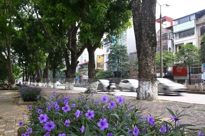 Đại biểu Quốc hội: “Bản thân cây xà cừ không có lỗi gì cả” ảnh 2