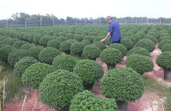 Bình Định: Nông dân các làng trồng hoa tích cực chuẩn bị vụ Tết ảnh 1