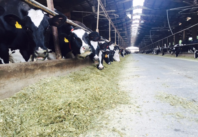 Iran chú trọng xuất khẩu nông sản và gia súc sang Việt Nam ảnh 1