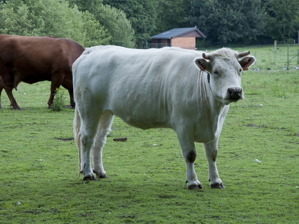 Hà Nội xây dựng mô hình liên kết từ sản xuất đến tiêu thụ thịt bò BBB ảnh 1