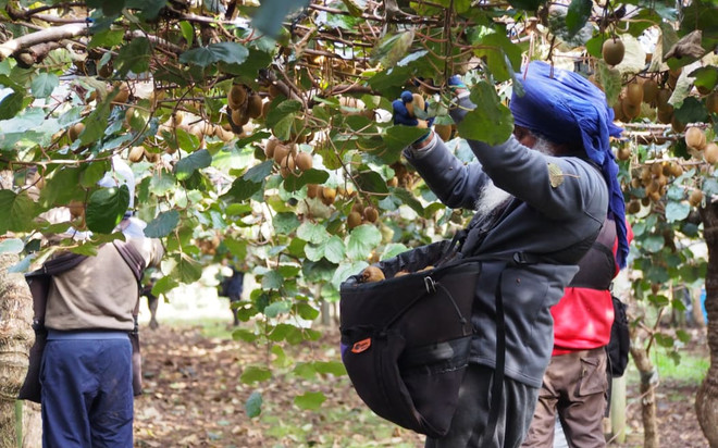 New Zealand điều chỉnh một số quy định nhằm thu hút lao động nhập cư ảnh 1