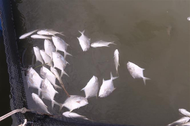 Điện Biên: 80 tấn cá lồng chết bất thường trên hồ Hồng Khếnh ảnh 1
