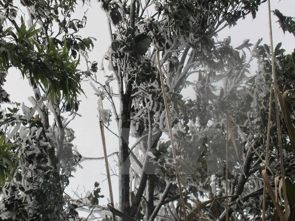 Nhiệt độ thấp nhất đợt rét đậm mới ở Bắc Bộ xuống dưới 3 độ C ảnh 1