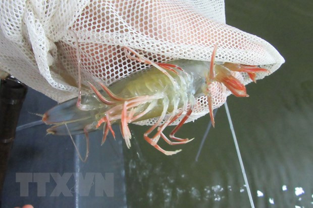 Cà Mau: Truy tố 19 bị can trong vụ thương lái dàn cảnh trộm tôm ảnh 1