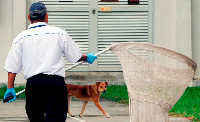 New Zealand ghi nhận trường hợp đầu tiên tử vong vì bệnh dại ảnh 1