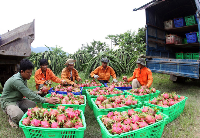 Thanh long trái vụ được mùa và được giá, người trồng phấn khởi ảnh 1