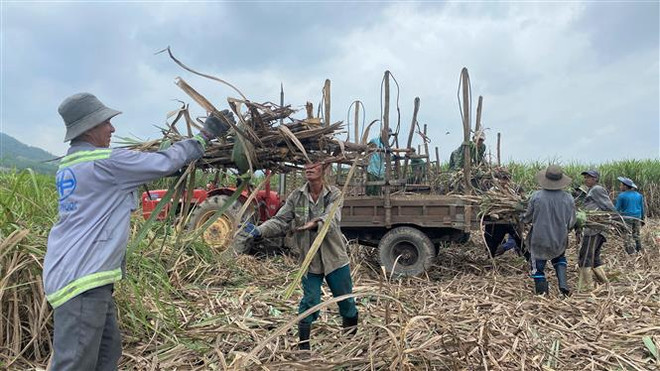 Phú Yên: Nông dân vào mùa thu hoạch mía đường, giá vẫn ổn định ảnh 2