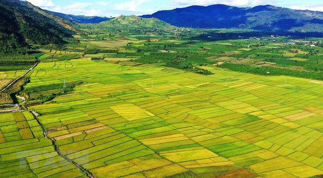 Những ruộng lúa tại huyện Chư Păh (Gia Lai). (Ảnh: Hồng Điệp/TTXVN) Diễn đàn kết nối Tây Nguyên: Đưa vùng đất đỏ bazan cất cánh ảnh 2