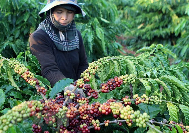 Ảnh minh họa. (Ảnh: Dương Giang/TTXVN) Diễn đàn kết nối Tây Nguyên: Đưa vùng đất đỏ bazan cất cánh ảnh 1
