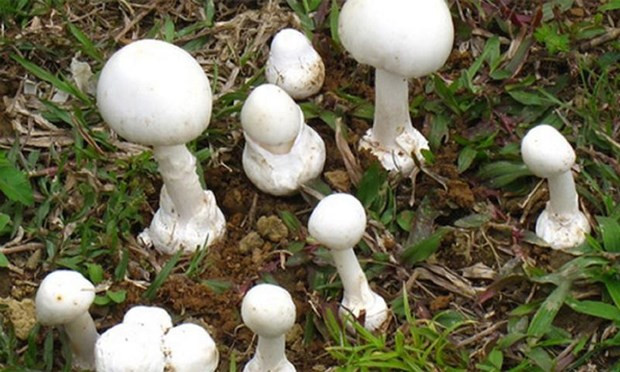 Ăn phải nấm độc nhất trong các loại nấm độc, cả gia đình nhập viện ảnh 1