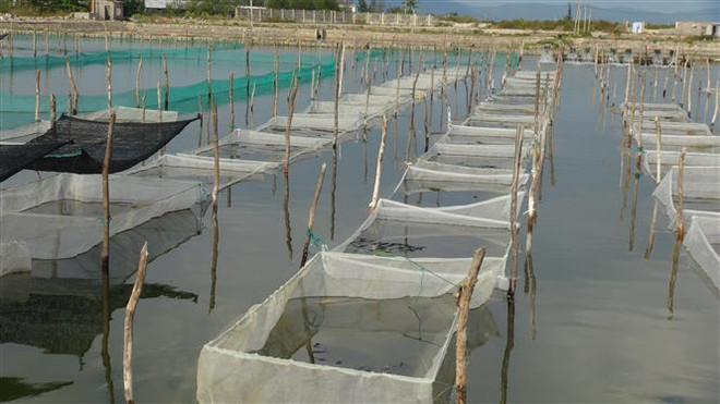 Ao nuôi hải sâm kết hợp ốc hương tại khu thực nghiệm ở huyện Vạn Ninh. (Ảnh: Phan Sáu/TTXVN) Lợi ích kinh tế từ việc nuôi kết hợp hải sâm với các sinh vật khác ảnh 1