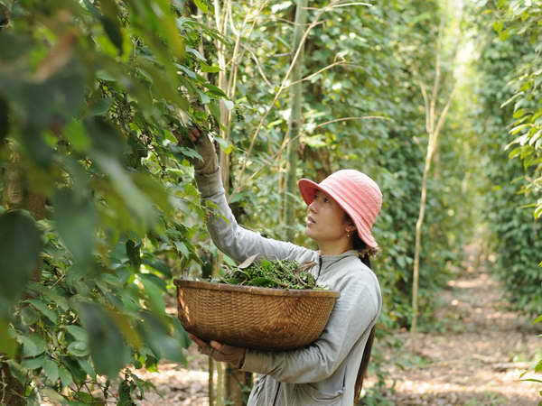 200 nông dân trồng tiêu nhận chứng nhận Rainforest Allian ảnh 1