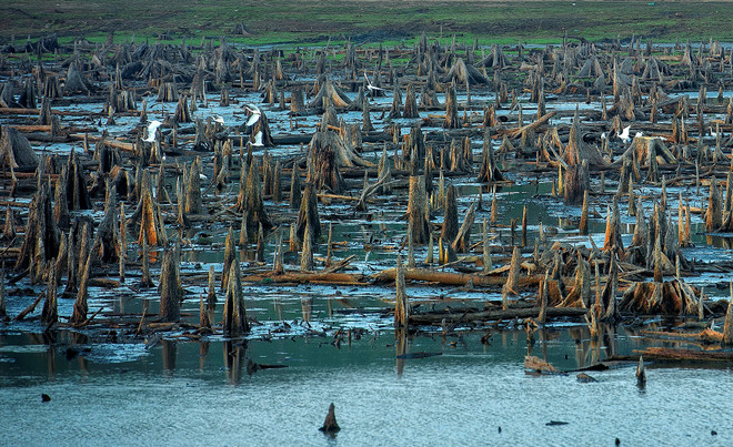 ‘Buổi sáng của đàn cò’ giành giải nhất về bảo tồn vùng đất ngập nước ảnh 2