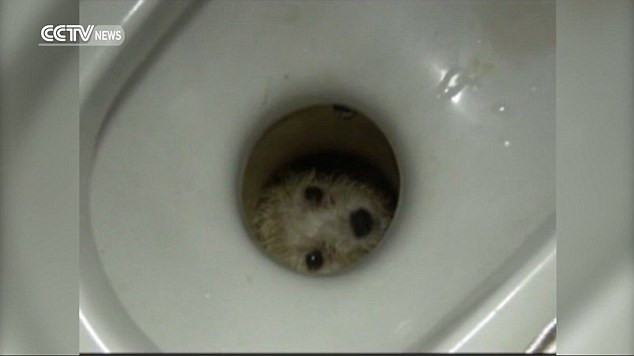 Chú chó đáng thương khóc mếu máo vì bị mắc kẹt trong bồn cầu ảnh 1