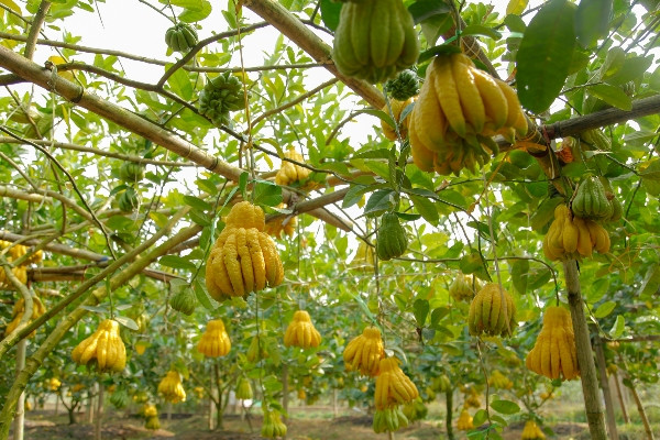 Phật thủ bonsai: Lựa chọn tao nhã cho thú chơi cây cảnh ngày Tết ảnh 2