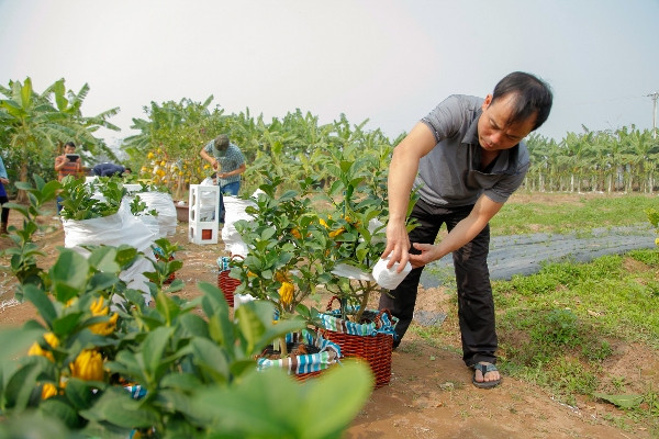 Phật thủ bonsai: Lựa chọn tao nhã cho thú chơi cây cảnh ngày Tết ảnh 4