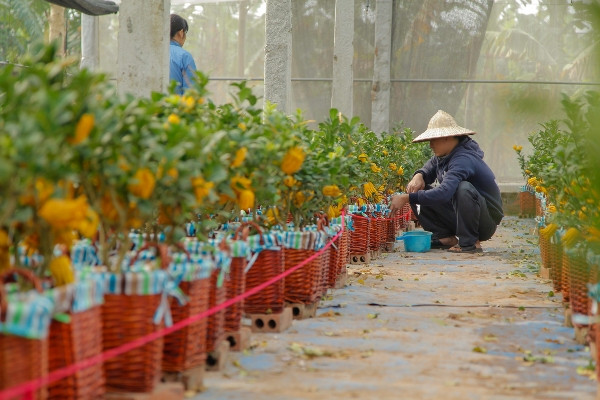 Phật thủ bonsai: Lựa chọn tao nhã cho thú chơi cây cảnh ngày Tết ảnh 3