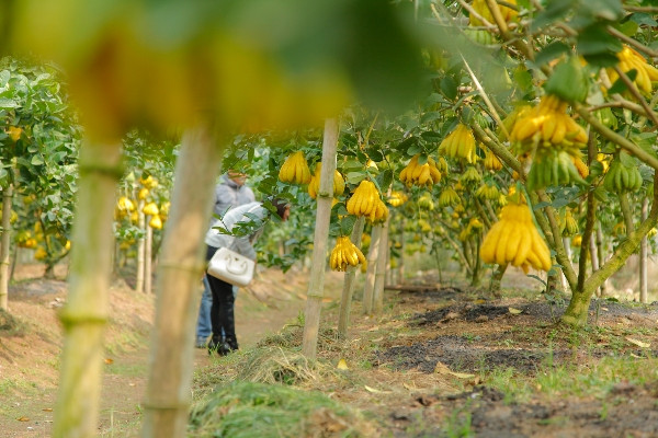 Phật thủ bonsai: Lựa chọn tao nhã cho thú chơi cây cảnh ngày Tết ảnh 5