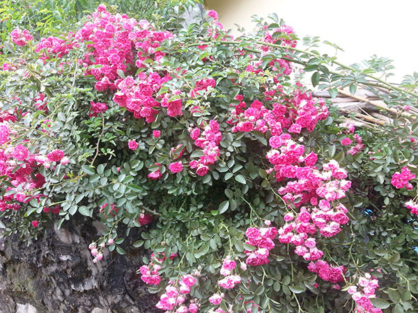 Da mặt căng mượt, không nhờn dầu với tinh chất hạt tầm xuân ảnh 1