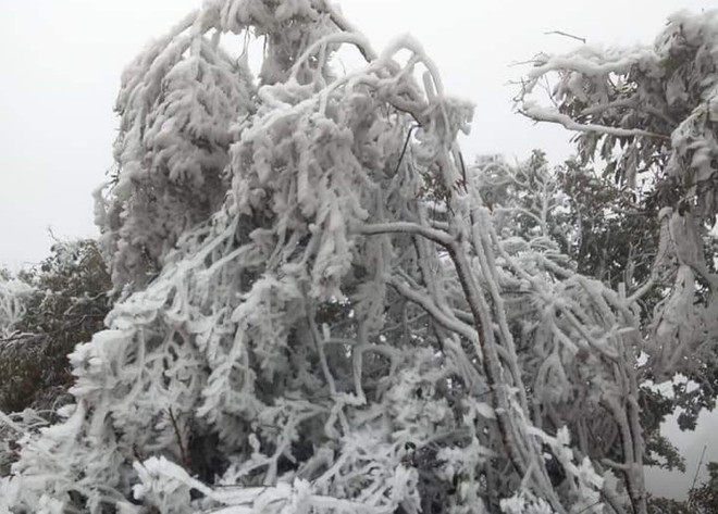 Yên Bái: Vùng cao Trạm Tấu xuất hiện băng giá, sương muối ảnh 1