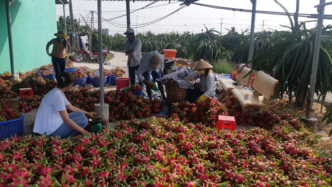 Cơ sở thu mua thanh long tại xã An Lục Long, huyện Châu Thành, Long An. (Ảnh: Thanh Bình/TTXVN) Nông nghiệp xây kịch bản tiêu thụ nông sản ứng phó dịch virus corona ảnh 1