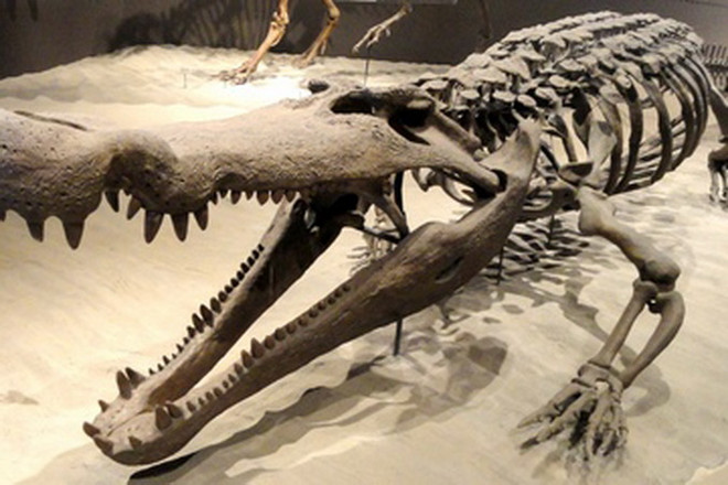 Phát hiện mới về loài cá sấu khổng lồ cổ đại săn khủng long ảnh 2