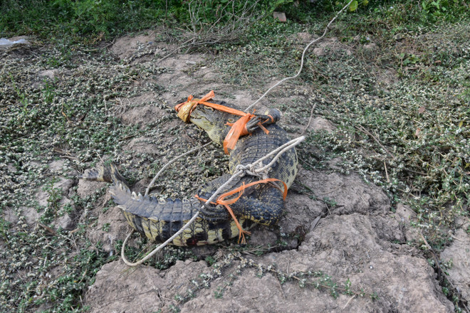 Kiên Giang: Khẩn trương tìm kiếm 4 cá thể cá sấu xổng chuồng ảnh 1