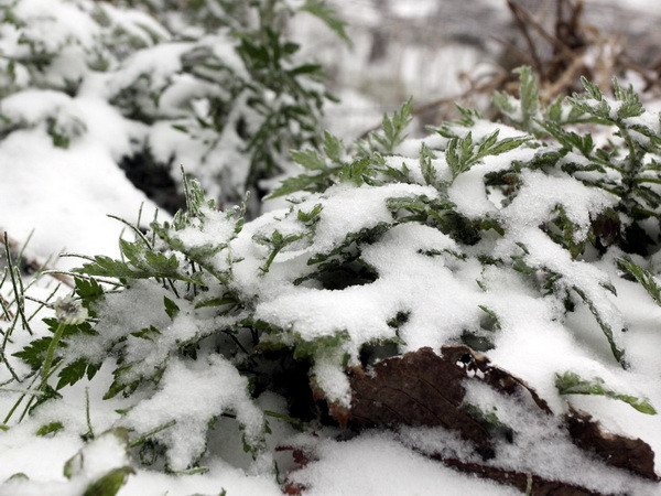 Khách đổ về Sa Pa ngắm mưa tuyết phủ trắng đỉnh Fansipan ảnh 1