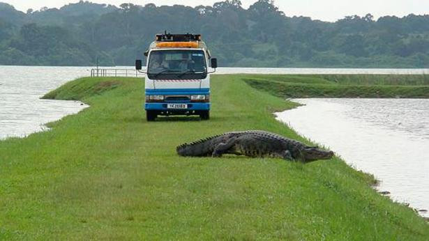 Singapore điều tra cái chết bí ẩn của con cá sấu khổng lồ ảnh 2