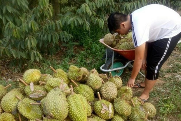 Thu hoạch sầu riêng. (Ảnh: Nguyễn Dũng/TTXVN) Sầu riêng ở Tiền Giang hút hàng, giá tăng gấp ba lần năm trước ảnh 1