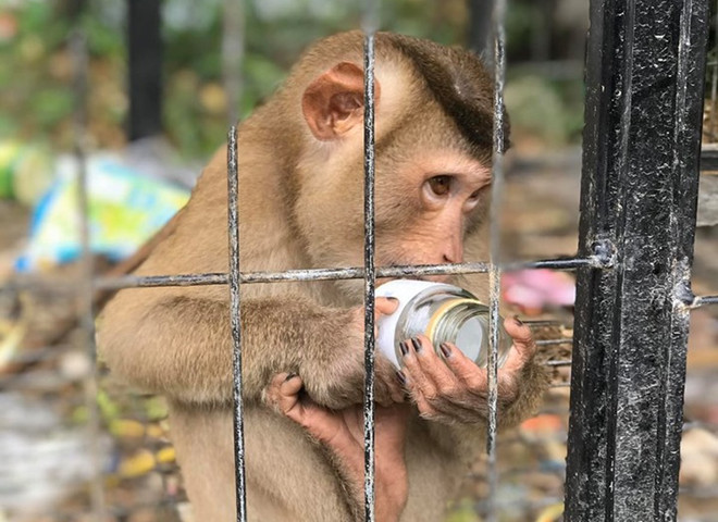 4 đối tượng vận chuyển động vật hoang dã trái phép bị xử 48 năm tù ảnh 1