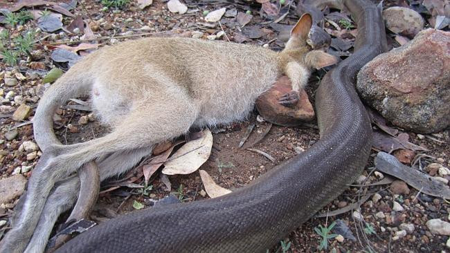 [Photo] Chuột túi đáng thương bị con trăn lớn siết chặt và nuốt chửng ảnh 2