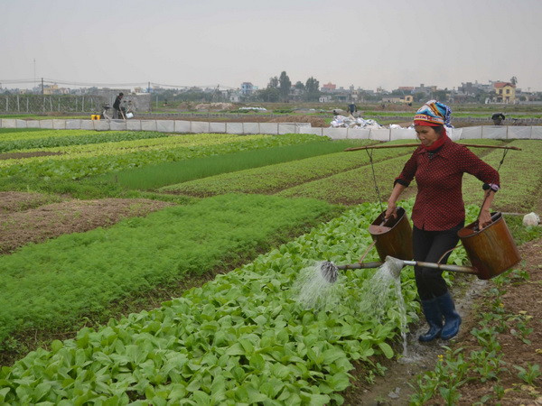 Hà Nội trời rét hại kéo dài, "ăn rau còn đắt hơn ăn thịt" ảnh 1