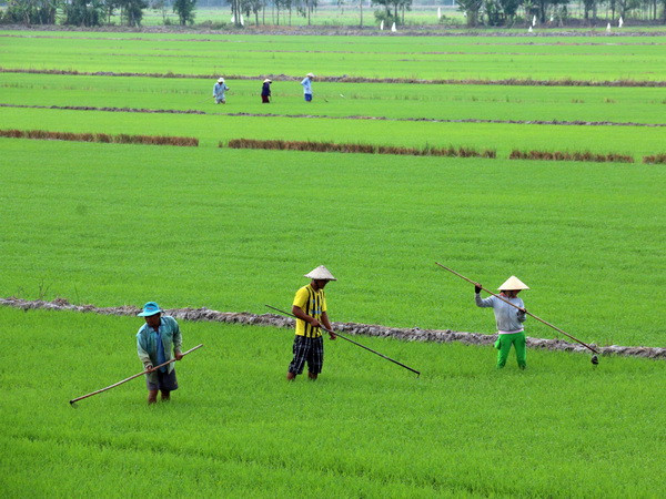 VFA đề xuất 5 nhóm giống lúa xuất khẩu chủ lực cho vụ Đông Xuân ảnh 1