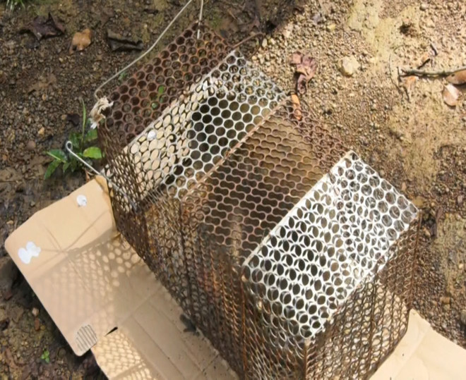 Bình Phước: Thả cá thể khỉ đuôi dài quý hiếm về rừng tự nhiên ảnh 1