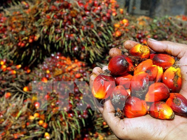 Malaysia sẽ khôi phục việc áp thuế xuất khẩu đối với dầu cọ ảnh 1