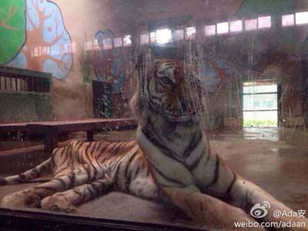 Người dân phẫn nộ khi chứng kiến chú hổ bị "suy dinh dưỡng" ảnh 3