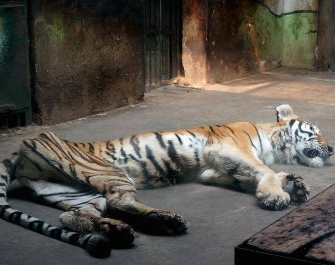 Người dân phẫn nộ khi chứng kiến chú hổ bị "suy dinh dưỡng" ảnh 1