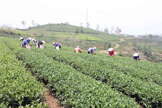 Không tìm ra thị trường xuất khẩu, ngành chè Lâm Đồng lao đao ảnh 2
