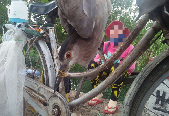 Chim, cò bị buộc thành chùm treo trên xe rao bán như chốn không người. (Ảnh: PV/Vietnam+) Giới bảo tồn kiến nghị Thủ tướng 7 hành động chống dịch COVID-19 ảnh 2