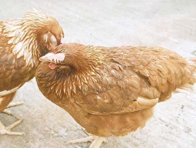 Nghệ An: Nhân viên trường mầm non mua gà bệnh làm thức ăn cho trẻ ảnh 1