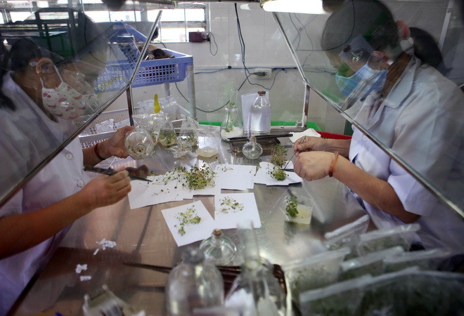 Ba đối tượng bắt buộc phải đăng ký cấp Giấy phép tiếp cận nguồn gen ảnh 1