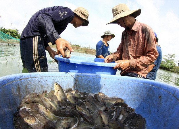 Giá rớt thê thảm, người nuôi cá ở Long An "sống dở chết dở" ảnh 1