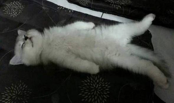 Chú mèo giống Chinchilla có đôi mắt "hút hồn" người ảnh 2